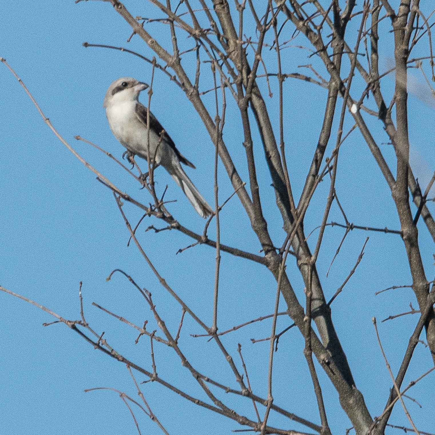 Pie-grièche à poitrine rose (Lesser grey shrike, Lanius minor), femelle adulte, Namutoni, Parc national d'Etosha, Namibie.